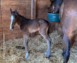 Little Jim as a foal